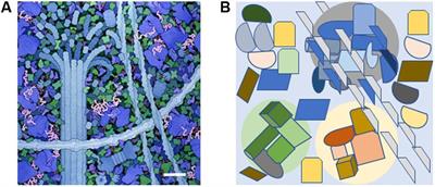 Moonlighting Proteins and Their Role in the Control of Signaling Microenvironments, as Exemplified by cGMP and Phytosulfokine Receptor 1 (PSKR1)